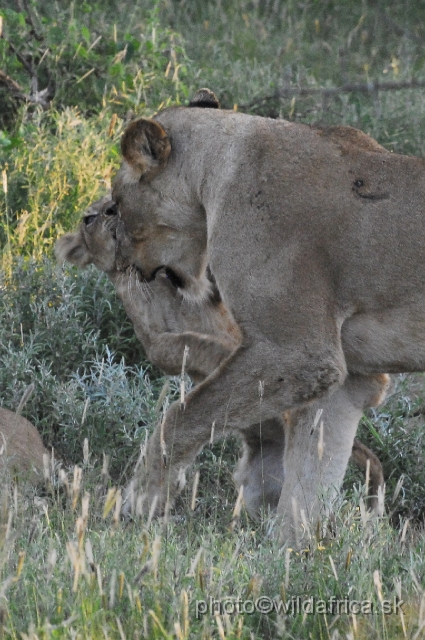 _DSC0909.JPG - Evening encounter with eight lions near Lower Sabie camp.