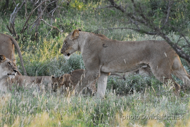 _DSC0910.JPG - Evening encounter with eight lions near Lower Sabie camp.