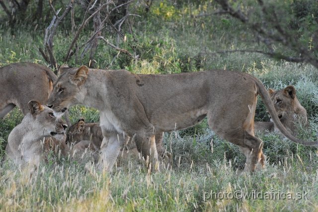 _DSC0911.JPG - Evening encounter with eight lions near Lower Sabie camp.