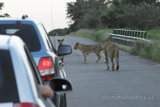 _DSC0922.JPG - Evening encounter with eight lions near Lower Sabie camp.