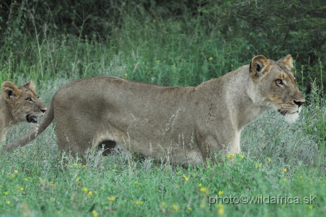 _DSC0939.JPG - Evening encounter with eight lions near Lower Sabie camp.