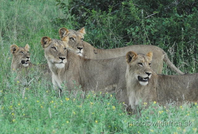 _DSC0951.JPG - Evening encounter with eight lions near Lower Sabie camp.