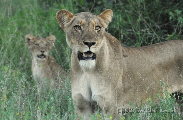 _DSC0958.JPG - Evening encounter with eight lions near Lower Sabie camp.