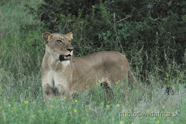 _DSC0962.JPG - Evening encounter with eight lions near Lower Sabie camp.