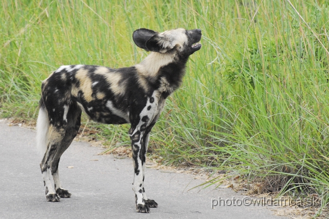 _DSC1163.JPG - The African Wild Dogs (Lycaon pictus) we met first time in our African travels here, not far from Pretoriuskop.