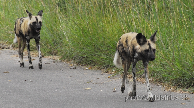 _DSC1166.JPG - The African Wild Dogs (Lycaon pictus) we met first time in our African travels here, not far from Pretoriuskop.