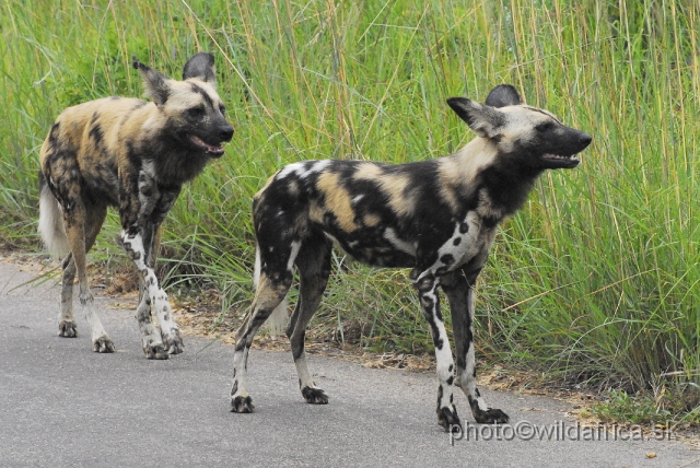 _DSC1167.JPG - The African Wild Dogs (Lycaon pictus) we met first time in our African travels here, not far from Pretoriuskop.