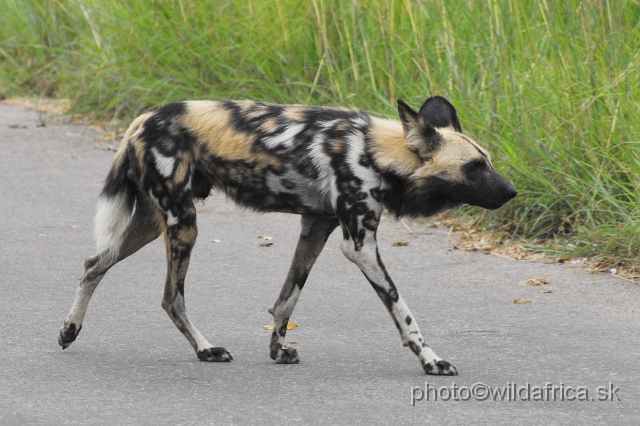 _DSC1170.JPG - The African Wild Dogs (Lycaon pictus) we met first time in our African travels here, not far from Pretoriuskop.