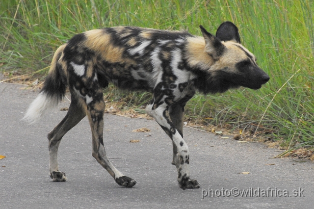 _DSC1171.JPG - The African Wild Dogs (Lycaon pictus) we met first time in our African travels here, not far from Pretoriuskop.