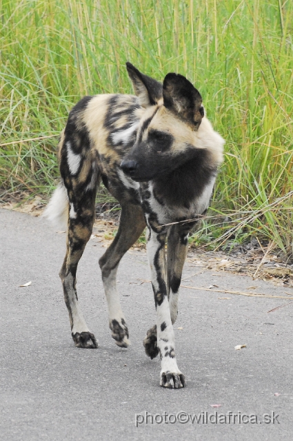 _DSC1175.JPG - The African Wild Dogs (Lycaon pictus) we met first time in our African travels here, not far from Pretoriuskop.