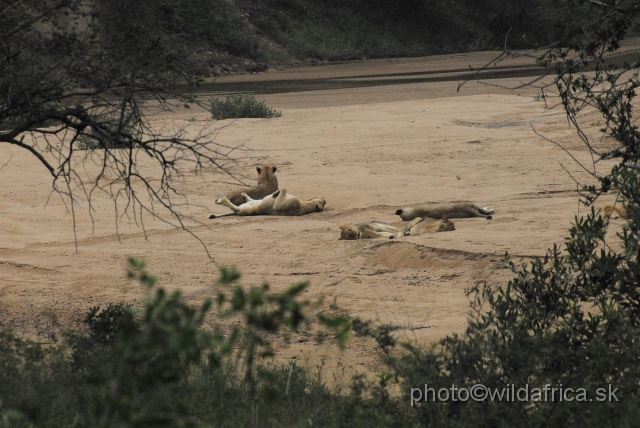 _DSC1239.JPG - Second pride of lions we encountered, Marula Loop.