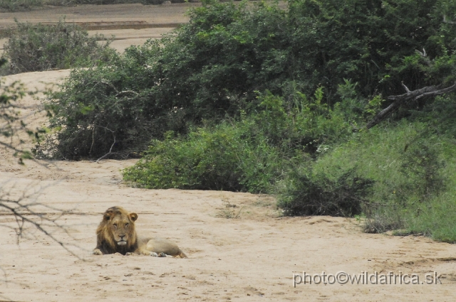 _DSC1244.JPG - Second pride of lions we encountered, Marula Loop.