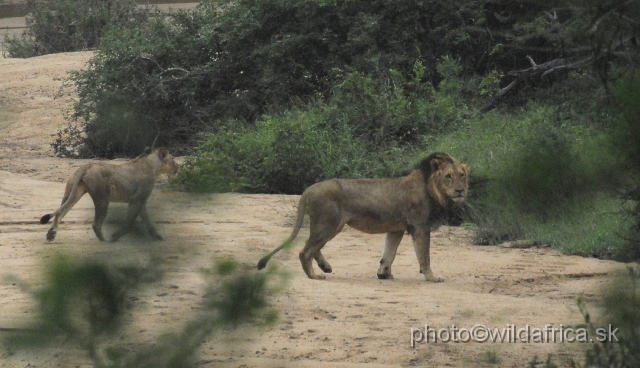 _DSC1248.JPG - Second pride of lions we encountered, Marula Loop.