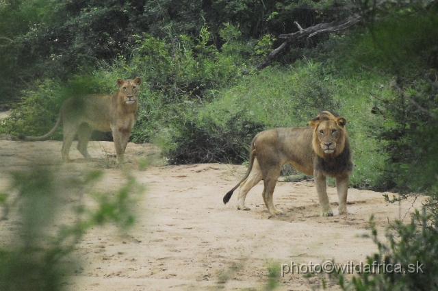 _DSC1251.JPG - Second pride of lions we encountered, Marula Loop.