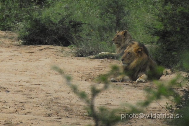 _DSC1257.JPG - Second pride of lions we encountered, Marula Loop.