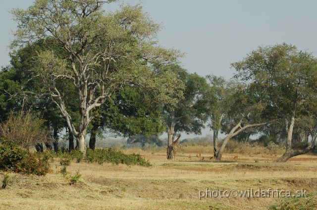 DSC_0118.JPG - The vegetation is less dense in the dry months, making the spotting of game a little easier. The local endemic subspecies of giraffe is not a dominant icon than in other African locations. I think that they are simply lost under the huge trees of riverine forest.