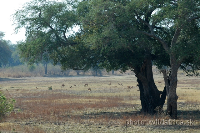 DSC_0140.JPG - The animals are concentrated along the river course and its tributaries.