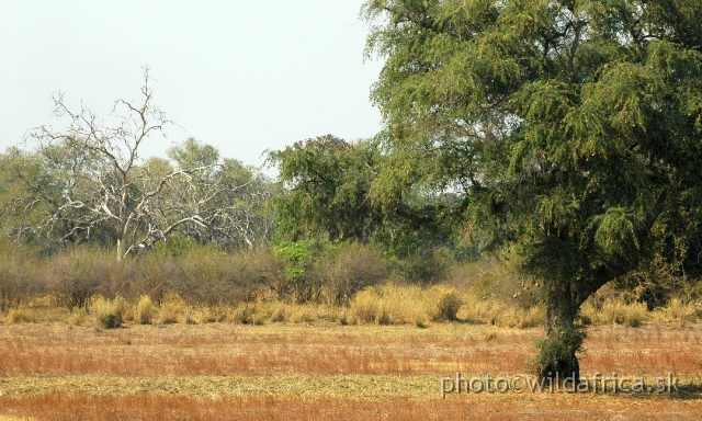 DSC_0148.JPG - However the key to its vegetation lies in the nutrients. The Luangwa's soils, being volcanic in origin, are rich in minerals, and the sediments laid down by the river are fine, making excellent soils.