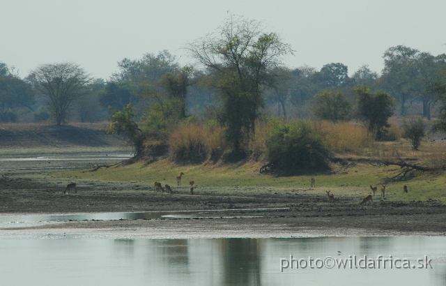DSC_0244.JPG - The force and flow of the flood can cause the channels of the Luangwa to change, and as the waters recede they leave oxbow lakes along the old course, in the process contributing further to the scenery and resources of this highly productive ecosystem.