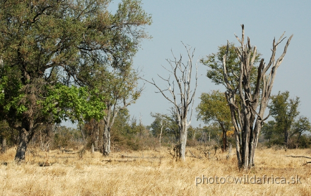 DSC_0246.JPG - The vegetation of Luangwa is a living and dynamic system,  so you can find many dead trees.