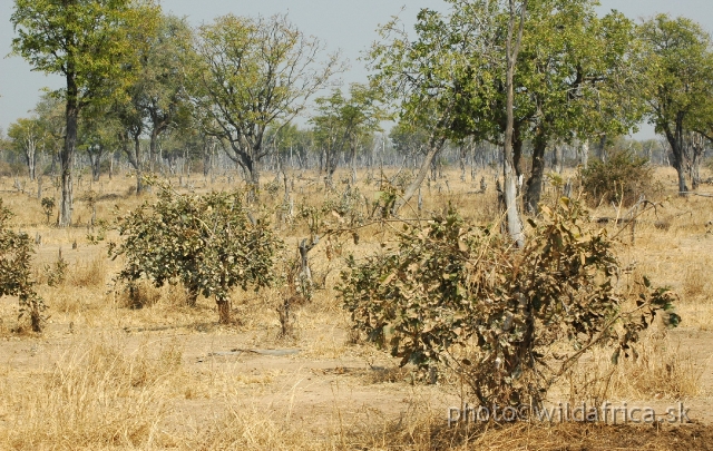 DSC_0269.JPG - The plains between the thickets and the riverine forests are frequently covered with mopane woodland.