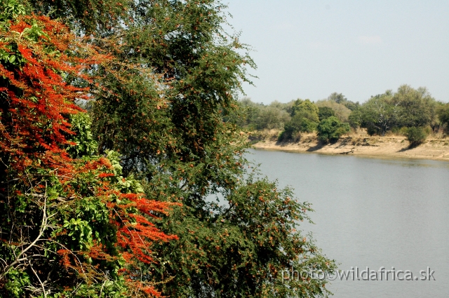 DSC_0308.JPG - The Luangwa River snaking southwards down the eastern region of the Park towards its meeting with the Zambezi at the head of the vast man-made lake of Cahora Bassa. The level of water of some side flows is apparently very low.