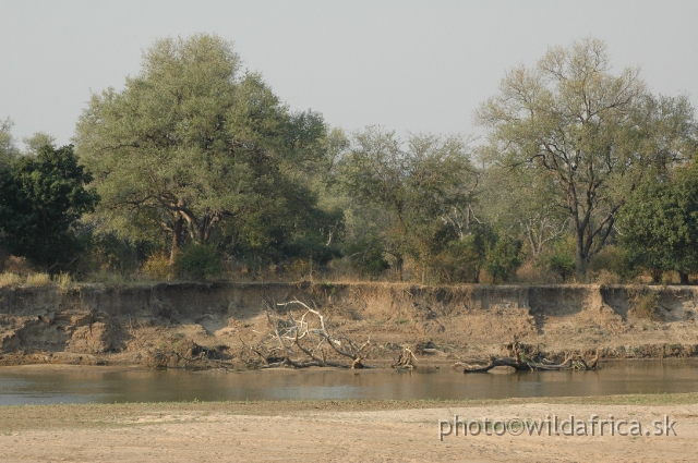 DSC_1280.JPG - Along the Luangwa's tributaries, which are just rivers of sand for most of the year, you'll find lush riverine vegetation dominated by giant red mahogany trees, Khaya nyasica (Now known as Khaya anthotheca) and Adina microsephala. Sometimes you'll also find Natal mahoganies, Trichilia emetica, and African ebony trees, Diospyros mespiliformis.