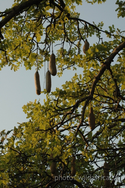 DSC_1294.JPG - The fruit of Sausage Tree is a woody berry from 30–100 cm long and up to 18 cm broad; it weighs between 5–10 kg, and hang down on long, rope-like peduncles. The fruit pulp is fibrous and pulpy, and contains numerous seeds. It is eaten by several species of mammals.