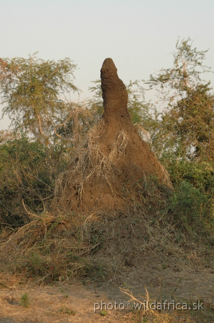 DSC_1296.JPG - Termite mounds undoubtedly have long lifespans, measured in centuries. Old trees associated with mounds suggest this, and archaeological evidence confirms it.