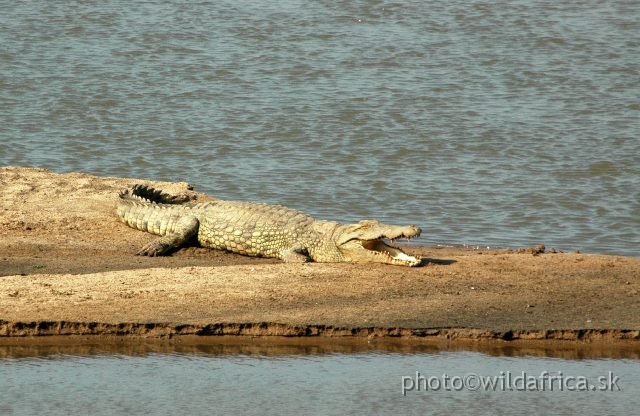 DSC_1519.JPG - The Nile crocodile is common representative of reptiles in this area.