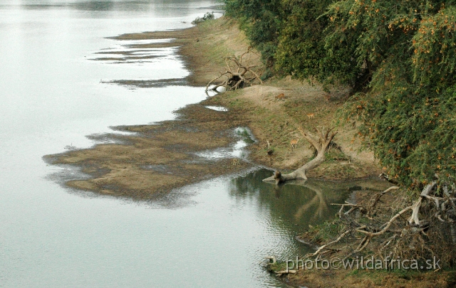 DSC_1578.JPG - The picture of right bank of Luangwa River photographed from Mfuwe Bridge.