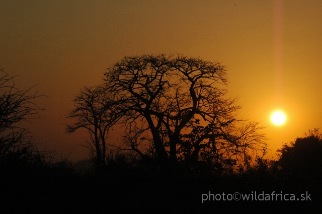 DSC_1758.JPG - The night in the African bush is time of new creatures and other aspects of local living forms.