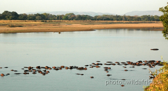 DSC_1785.JPG - The hippo is one animal you definitely won't miss. As you cross over the bridge into the park there are usually between 30 to 70 hippos lounging around in the river below.