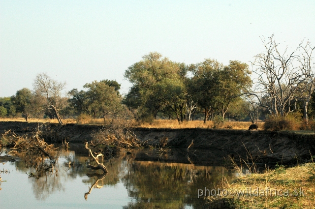 DSC_1849.JPG - There are estimates about at least 50 hippos per kilometre of the Luangwa River! The local population of hippos is after 2006 massacres in DRC considered probably largest in whole Africa.