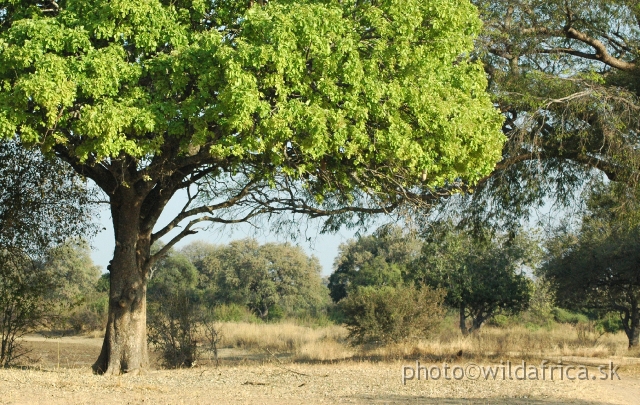 DSC_1866.JPG - The Sausage Trees (Kigelia africana) in Luangwa had unusually fresh green color of leaves. The genus name comes from the Mozambican Bantu name, kigeli-keia, while the common name Sausage Tree refers to the long, sausage-like fruit.