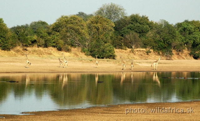DSC_1867.JPG - The South Luangwa is the pristine wilderness and the home to a large variety of game and birds, as well as the bigger predators. There are 60 different animal species and 400 different bird species.