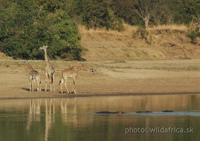 DSC_1870.JPG - The Luangwa River system, the park's lifeblood, is the most intact river system in Africa.
