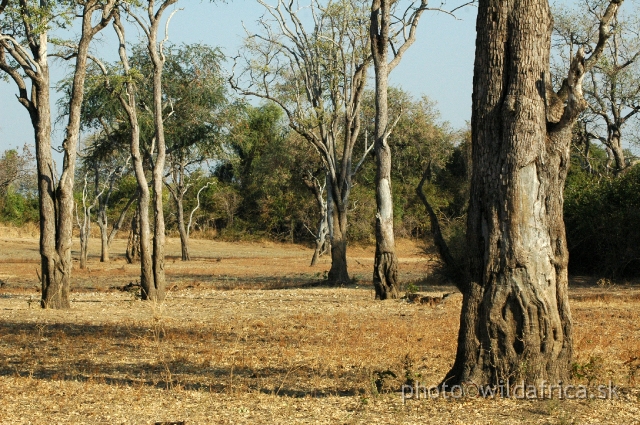 DSC_1888.JPG - Valley vegetation consists of complex mosaics. It is affected by the drainage pattern and soils, and also by large herbivores which are concentrated in these nutrient-rich areas. Deciduous thickets commonly occupy the well drained sites.