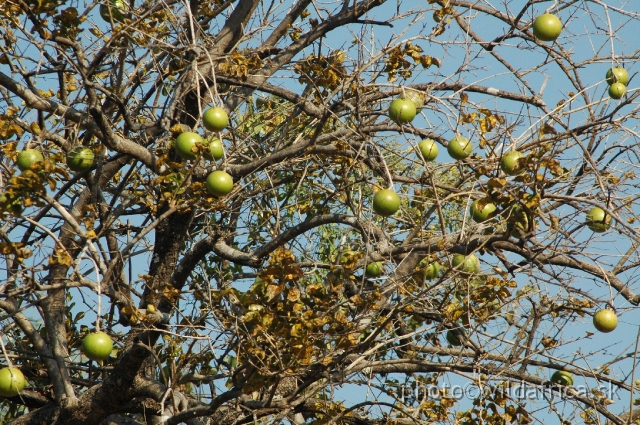 DSC_1890.JPG - The Green Monkey Orange (Strychnos spinosa). This tropical tree produces juicy, sweet-sour, yellow fruits containing numerous hard brown seeds.