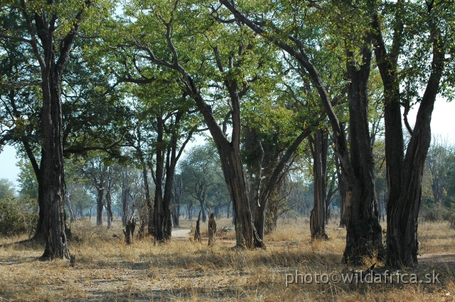 DSC_1902.JPG - Unlike many parks, the 'bush' in the Luangwa is very variable, and as you drive or walk you'll pass through a patchwork of different vegetation zones with the more obvious including some beautiful mature forests of 'cathedral mopane'.
