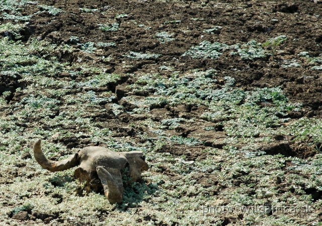 DSC_1953.JPG - The cruelty of life-cycles of Luangwa.