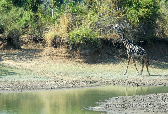 DSC_1954.JPG - A solitary bull of Thornicroft´s giraffe with almost white coloured head which is after my opinion sign of the age and possible relativness of this Zambian Giraffe endemic with far located Western African Giraffes. I never saw any similar colorations in other subspecies of giraffe.