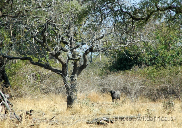 DSC_1955.JPG - The solitary bull of African Buffalo is always very dangerous animal.