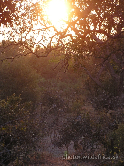 P1010797.JPG - The morning atmosphere at the edge of riverine forest with group of local endemic Thornicroft´s giraffes.