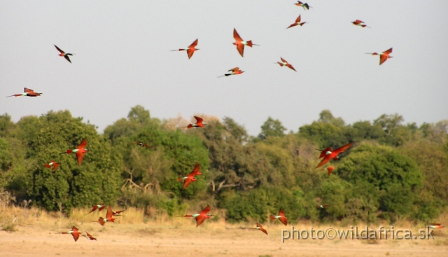 P1010836.JPG - The Carmine Bee-eaters (Merops nubicoides) are like a flying rubins - the bird jewels of the valley.