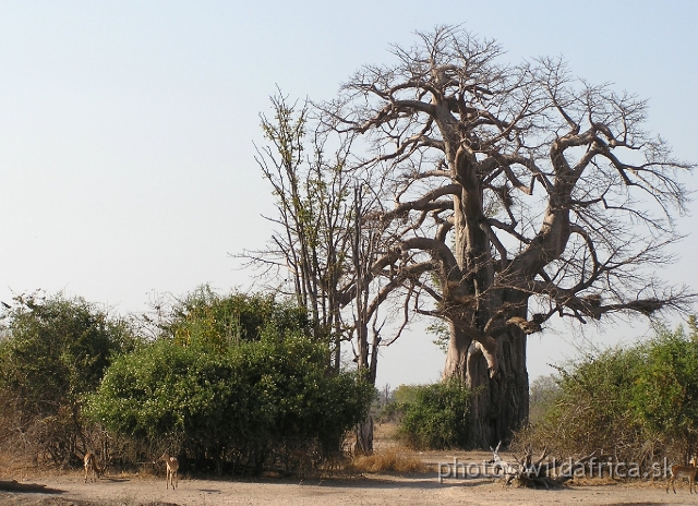 P1010863.JPG - This is only one baobab we have found during our stay in the park. It is not so common as we expected.