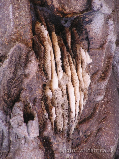 P1010865.JPG - Not high from the ground of the baobab trunk we found this bees nest.