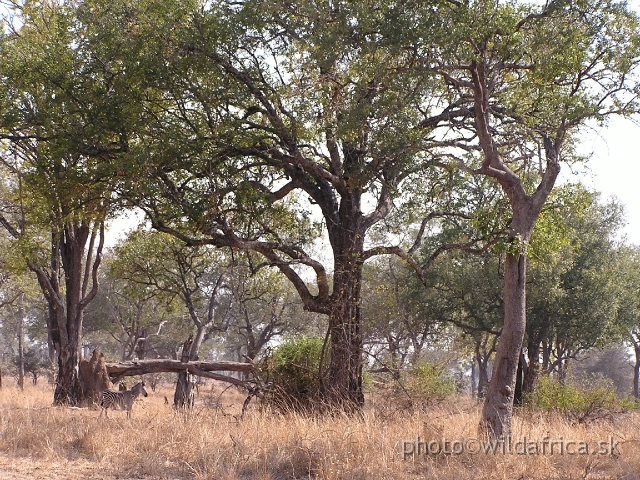 P1010917.JPG - This image shows how large are some "cathedrale" mopane trees comparing size of zebra.