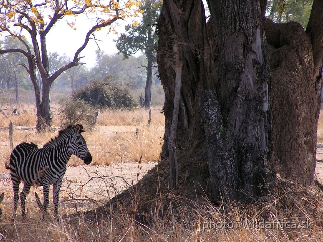 P1010932.JPG - 90 % of total population of Crawshay´s Zebras inhabits the Luangwa Valley.