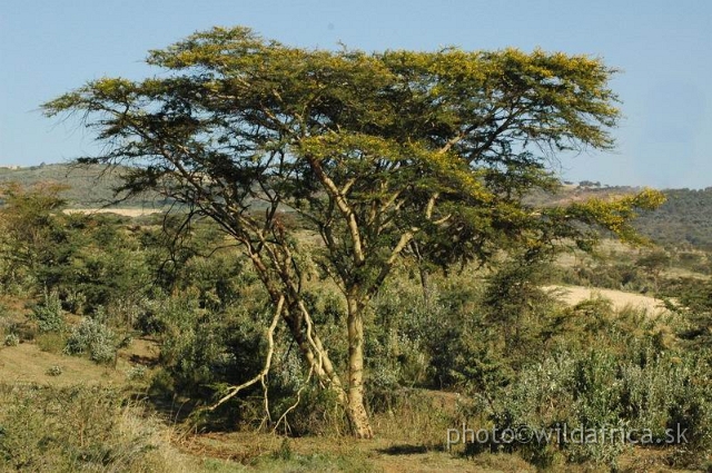 DSC_0285a.JPG - Acacia xanthophloea